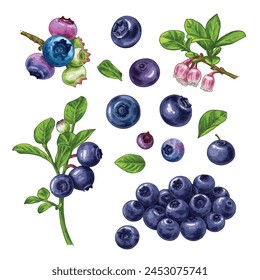 Hand drawn fresh blueberries. Set sketches with blueberries on a branch, with berries, leaves and flowers. Vector illustration isolated on white background.