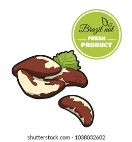 Hand drawn fresh brazil nut isolated on white background. Colorful close-up nuts. Vector illustration