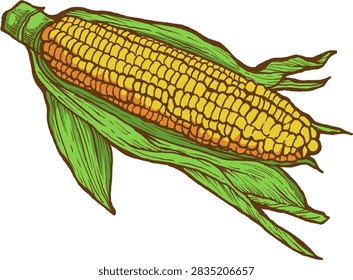 Hand drawn fresh corn on the cob with green husks, rendered in a detailed vintage botanical illustration style.