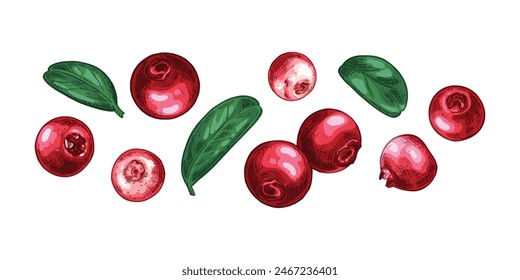 Handgezeichnete frische Preiselbeere. Beeren und Blätter. Blick aus verschiedenen Winkeln. Vektorillustration im Retro-Stil isoliert auf weißem Hintergrund.