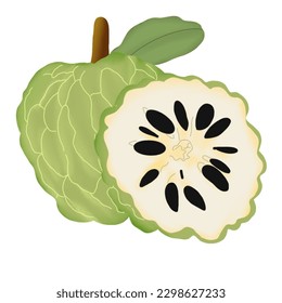 hand drawn fresh fruits illustration