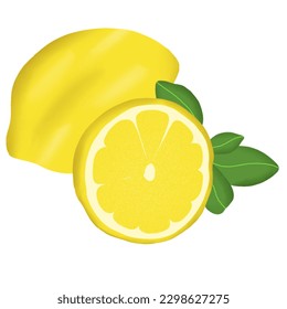 hand drawn fresh fruits illustration
