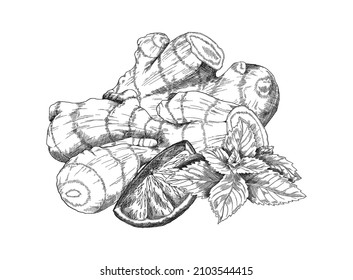 Hand drawn fresh ginger root with leaves and lemon, monochrome sketch vector illustration isolated on white background. Healthy fruit for warm tea full of vitamins.