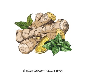 Raíces de jengibre frescas a mano con cuartos de limón y hojas de menta, esbozan ilustración vectorial aislada en blanco. Ingredientes de té cálidos y saludables.