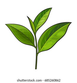 Hand drawn fresh green tea leaf, bud, twig, sketch style vector illustration isolated on white background. Realistic hand drawing of fresh young green tea leaf