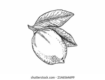 Hand drawn fresh lemon vector. Sketch illustration.