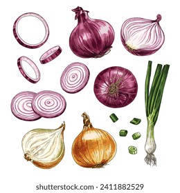 Hand drawn fresh onion. Set sketches with a whole onion, cut in half, onion rings and green onions. Vector illustration isolated on white background.