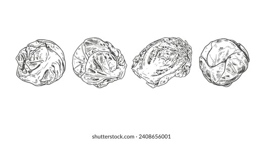 Hand drawn fresh organic brussels sprouts whole and half. View from different angles. Vector illustration isolated on white background.