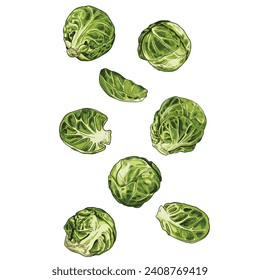 Hand drawn fresh organic brussels sprouts whole, cut in half and leaves. View from different angles. Vector illustration isolated on white background.