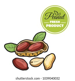 Hand drawn fresh peanut isolated on white background. Colorful close-up nuts. Vector illustration
