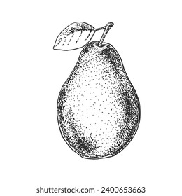 Hand drawn fresh pear vector illustration. Fruit juicy engraved image. Design template for label, ad, menu