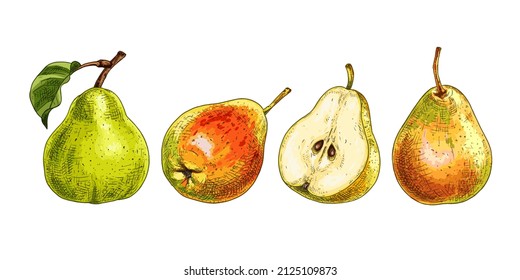 Hand drawn fresh pears, whole and cut in half. View from different angles. Vector illustration isolated on white background.