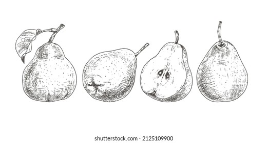 Handgezeichnete frische Birnen, ganz und halbiert. Aus verschiedenen Blickwinkeln anzeigen. Vektorgrafik einzeln auf weißem Hintergrund.