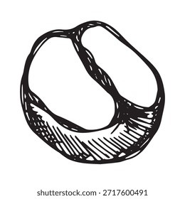 Dibujado a mano grano de café tostado fresco Arabica robusta semilla doodle Un solo elemento para impresión, Web, diseño, decoración