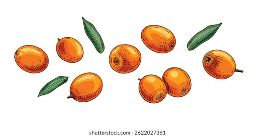 Hand drawn fresh sea buckthorn. Berries and leaves sea buckthorn. View from different angles. Vector illustration in retro style isolated on white background.