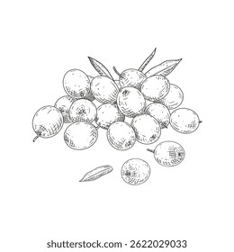 Hand drawn fresh sea buckthorn. Berries and leaves sea buckthorn.