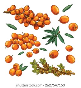 Hand drawn fresh sea buckthorn. Set sketches with sea buckthorn on a branch, with berries, leaves and flowers. Vector illustration isolated on white background.	