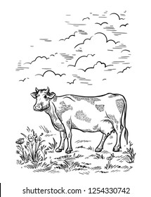 Hand drawn fresh slice sketch cattle cow stands in the meadows and stings weed vector illustration