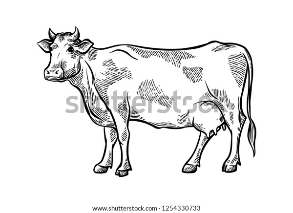 Hand Drawn Fresh Slice Sketch Cattle Stock Vector (Royalty Free) 1254330733