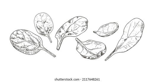 Hand drawn fresh spinach leaves. View from different angles. Vector illustration isolated on white background.