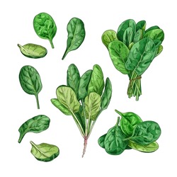 Hand Drawn Fresh Spinach. Set Sketches With Spinach Leaves And Spinach Bunch. Vector Illustration Isolated On White Background.