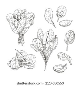 Hand drawn fresh spinach. Set sketches with spinach leaves and spinach bunch. Vector illustration isolated on white background.