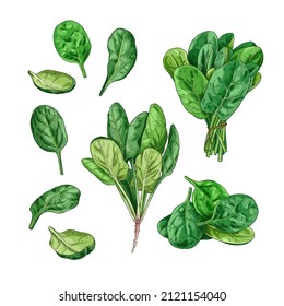 Hand drawn fresh spinach. Set sketches with spinach leaves and spinach bunch. Vector illustration isolated on white background.