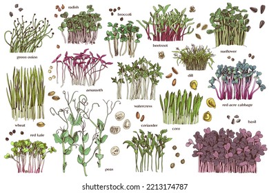 Hand drawn fresh vector microgreens sprouts