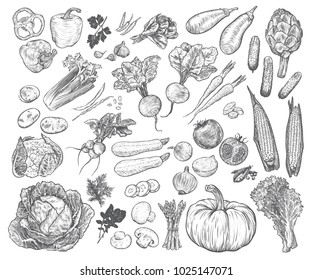 Hand drawn fresh vegetables set. Template for your design works. Engraved style vector illustration.