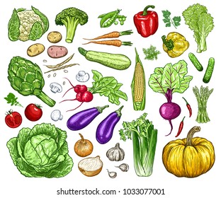 Hand drawn fresh vegetables set. Template for your design works. Engraved style vector illustration.