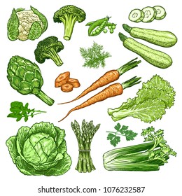 Hand drawn fresh vegetables set. Template for your design works. Engraved style vector illustration.