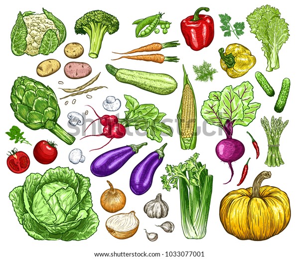 Hand Drawn Fresh Vegetables Set Template Stock Vector (Royalty Free ...
