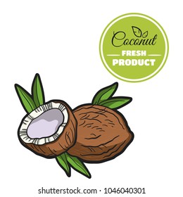 Hand drawn fresh walnut isolated on white background. Colorful close-up nuts. Vector illustration