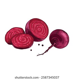 Hand drawn fresh whole beets, halved beets and slices. Vector illustration isolated on white background.