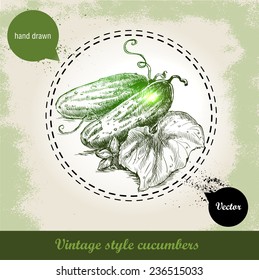 Hand drawn fresh whole cucumbers with leaf and flower. Vintage sketch style organic eco vegetable illustration on grunge background