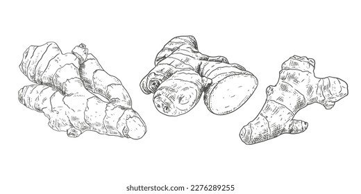Hand drawn fresh whole ginger root and cut. View from different angles. Vector illustration isolated on white background.