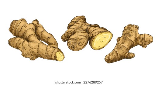 Hand drawn fresh whole ginger root and cut. View from different angles. Vector illustration isolated on white background.