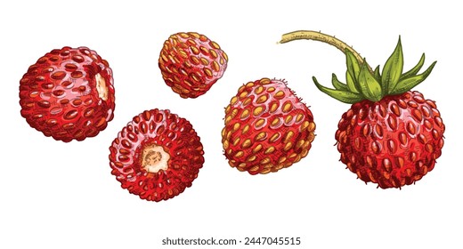 Fresas silvestres frescas dibujadas a mano. Vista desde diferentes ángulos. Ilustración vectorial aislada sobre fondo blanco.	