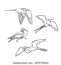  Hand drawn Frigatebird on white background. Vector sketch illustration.