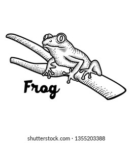 Hand Drawn Frog