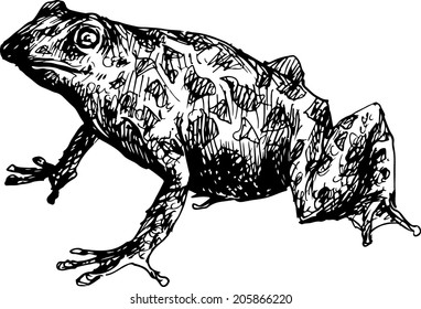 hand drawn frog