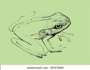 Hand drawn frog