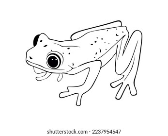 Hand drawn Frog isolated on white background. Frog Vector illustration in minimal style.