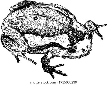 Hand drawn frog sketch. Isolated black and white doodle illustration