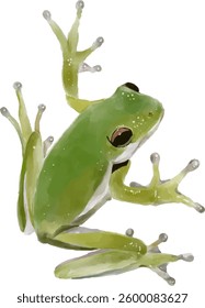 Hand drawn frog, watercolor style.