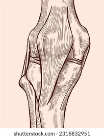 Hand drawn front view knee joint bones and ligaments. Medical illustration