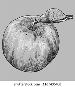 Hand drawn fruit apple. Vector monochrome illustration isolated on grey background.