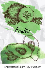 Hand drawn fruit. Avocado and feijoa fruits vector illustration. Eco food