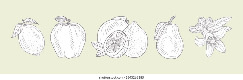 Hand Drawn Fruit and Fresh Juicy Garden Crop Vector Set