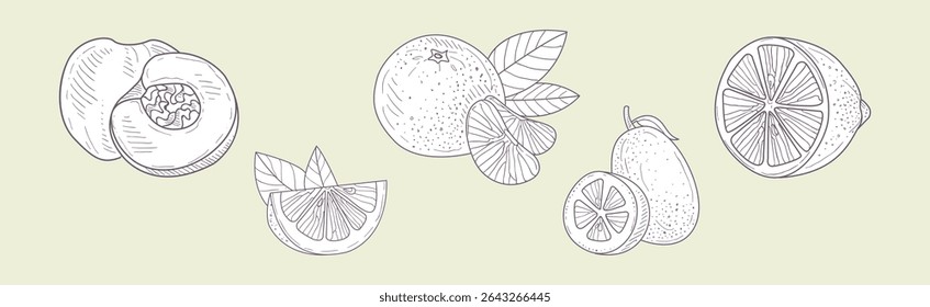 Conjunto de vetor de colheita de frutas desenhadas à mão e jardim suculento fresco